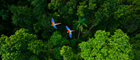 Une vue aérienne d'une forêt amazonienne verdoyante survolée par deux oiseaux au pelage jaune et bleu..